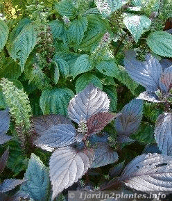 Des images de diff�rentes plantes